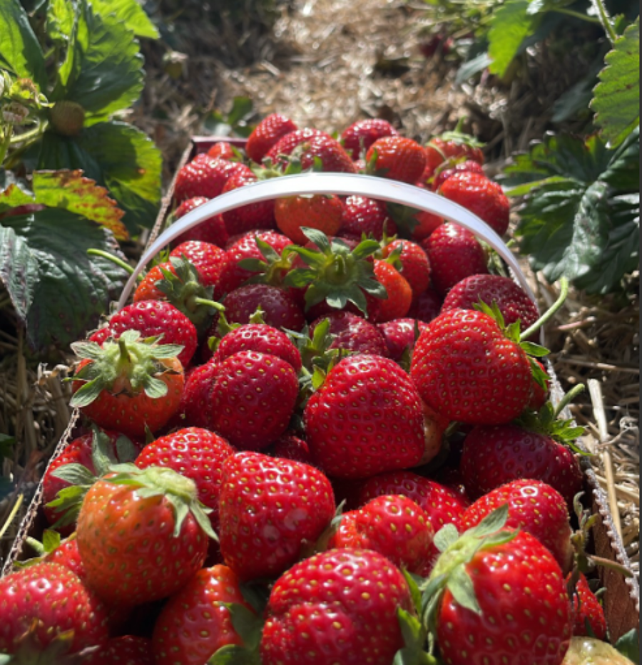 Strawberry Box