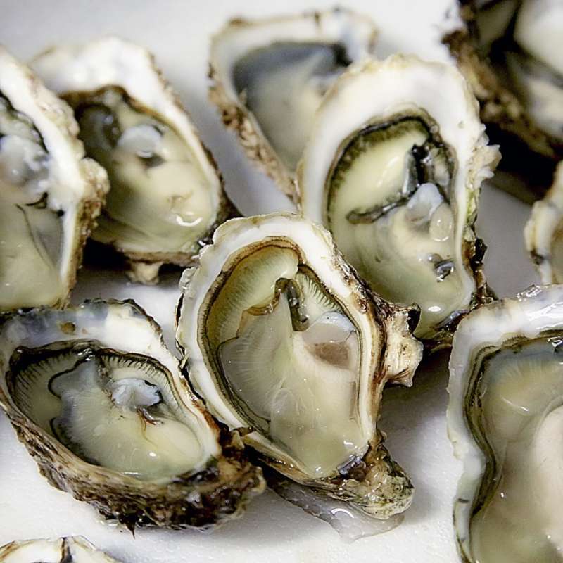 Oysters