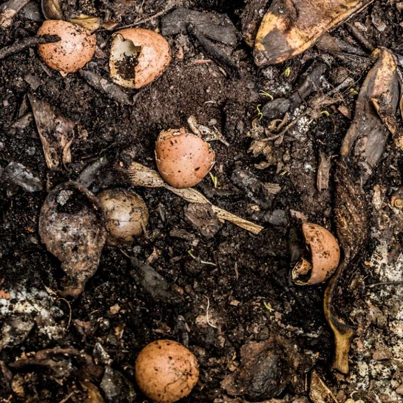 Food Scraps Compost