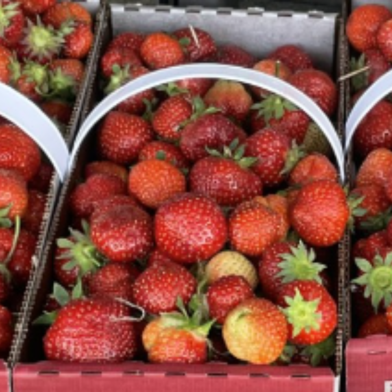 草莓收割台