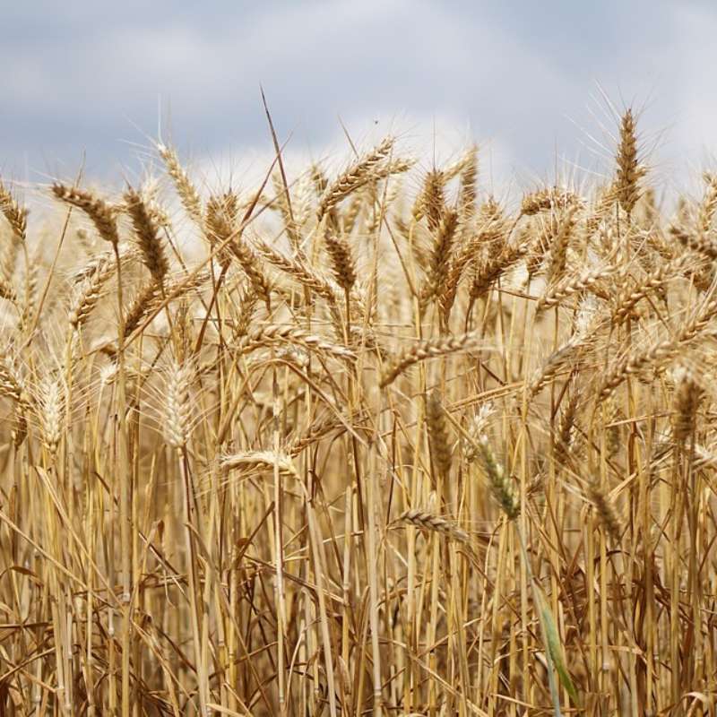 Wheat Field