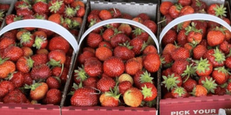 Strawberry Boxes